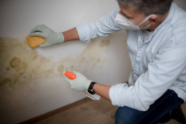 Best Black Mold Removal  in Brandon, FL