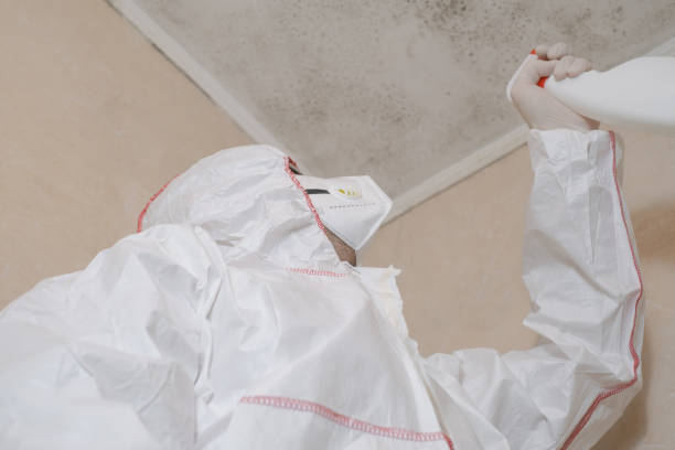 Best Toxic Mold Removal  in Brandon, FL